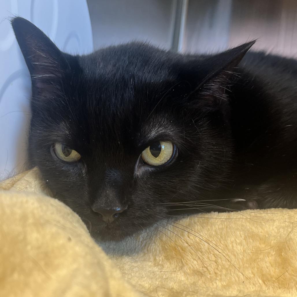 Delilah, Adoptable, Senior Female Domestic Short Hair & Domestic Short Hair.