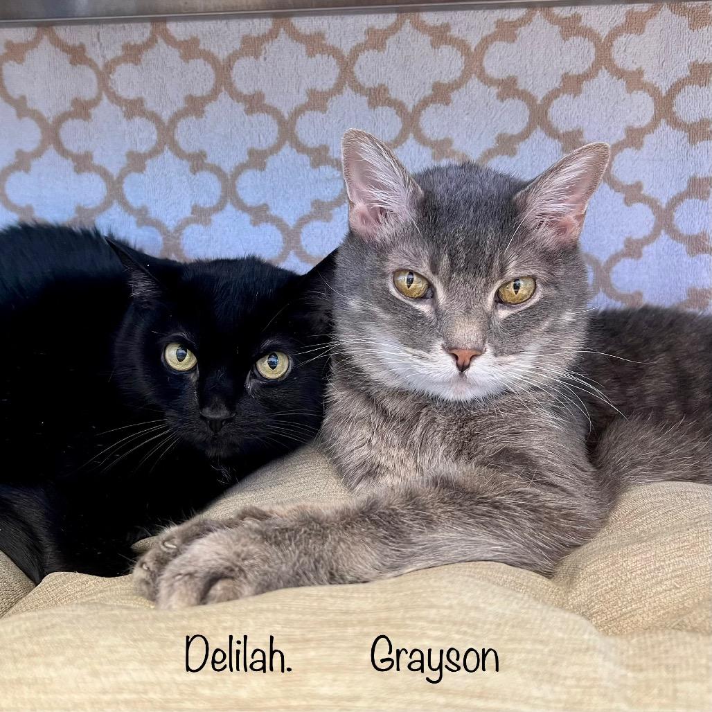 Enlarge Delilah, a Adoptable mixed breed in Madisonville, TN image 2/4
