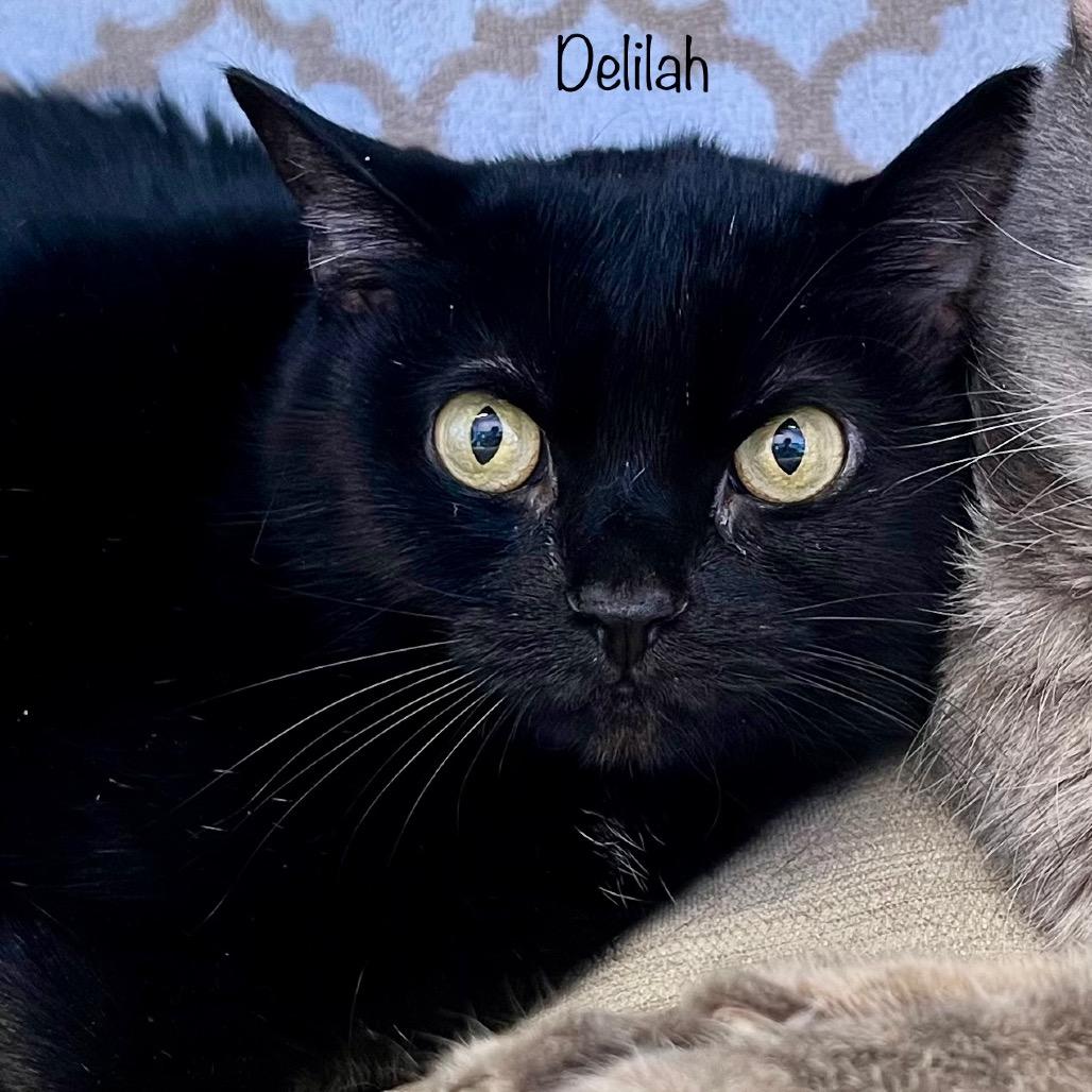 Enlarge Delilah, a Adoptable mixed breed in Madisonville, TN image 3/4