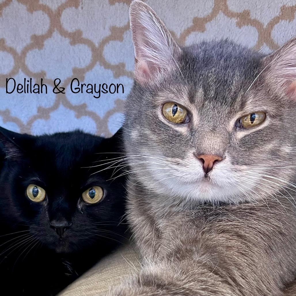 Enlarge Delilah, a Adoptable mixed breed in Madisonville, TN image 4/4