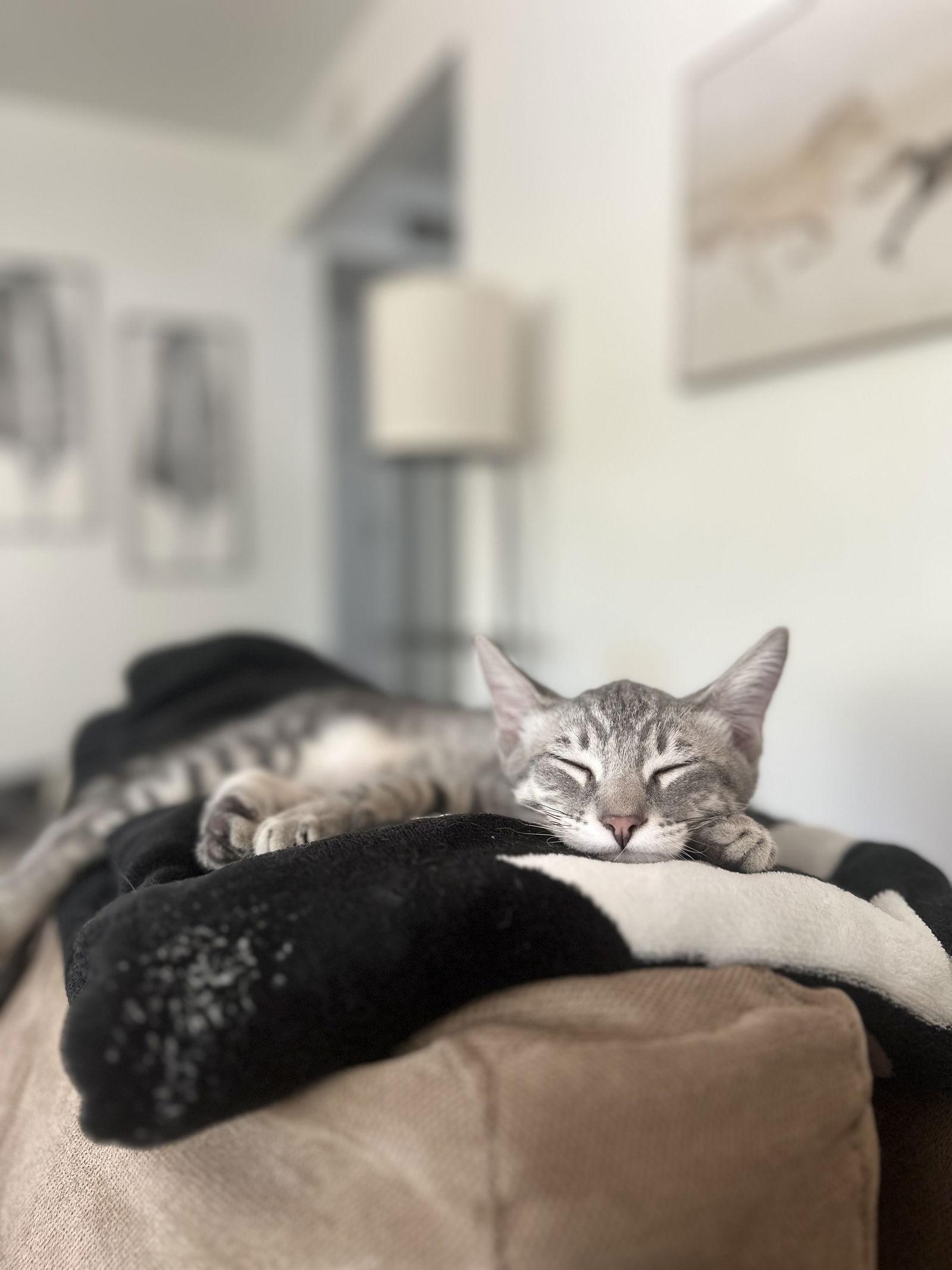 Smokey ( Nicole ), Adoptable, Kitten Male Tabby.