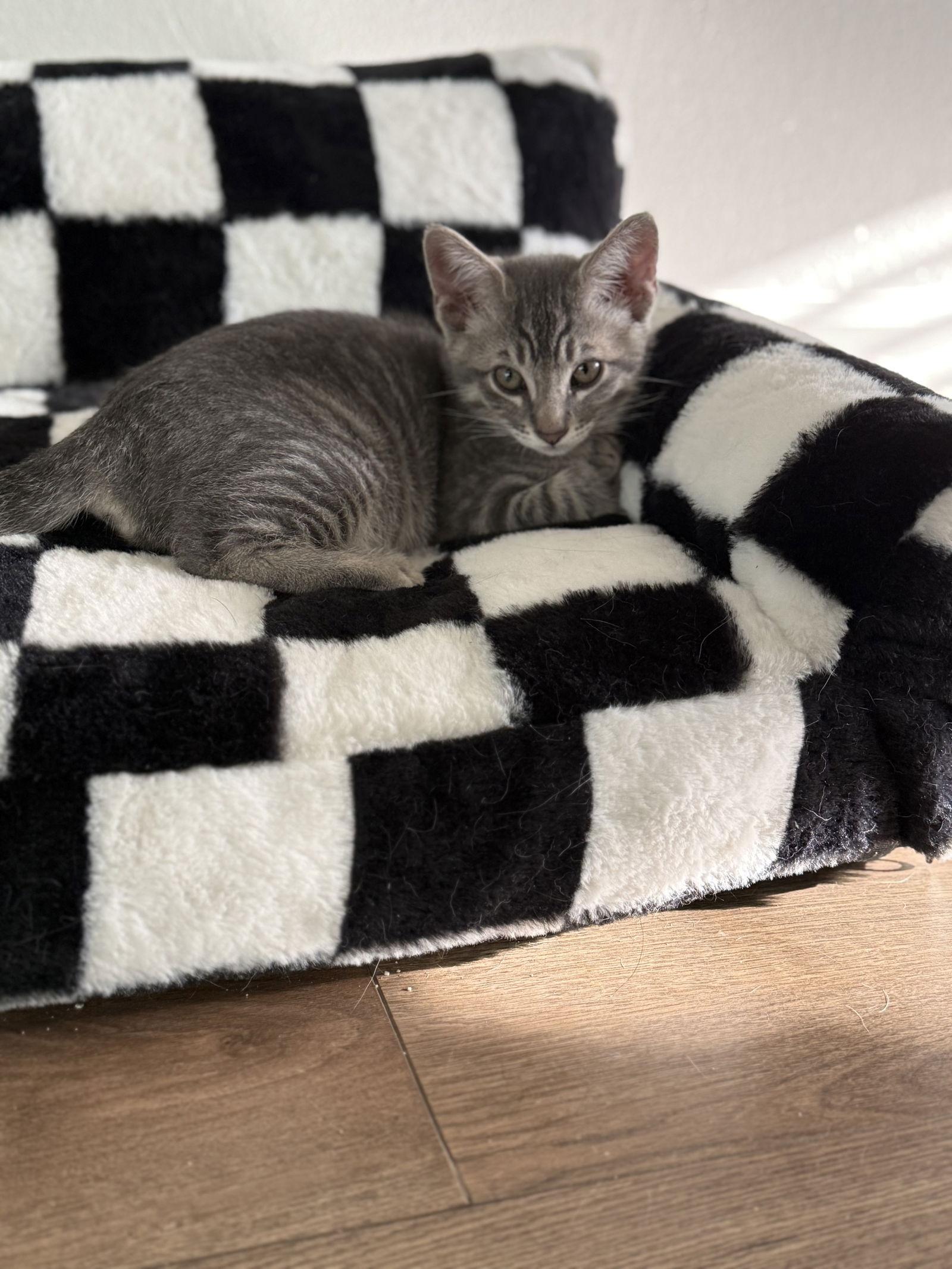 Enlarge Smokey ( Nicole ), a Adoptable Tabby in Vacaville, CA image 2/3