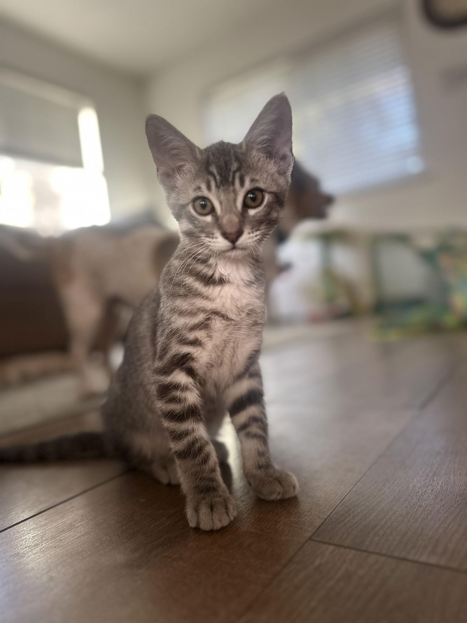 Enlarge Smokey ( Nicole ), a Adoptable Tabby in Vacaville, CA image 3/3