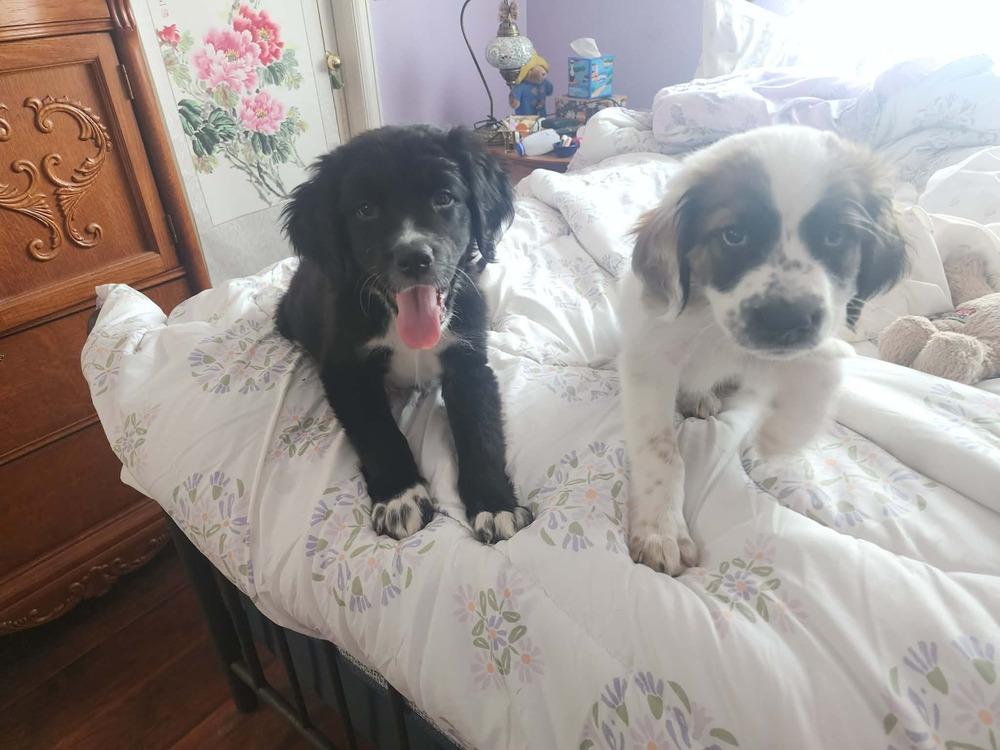 Poppy, Adoptable, Puppy Female Great Pyrenees & Labrador Retriever.