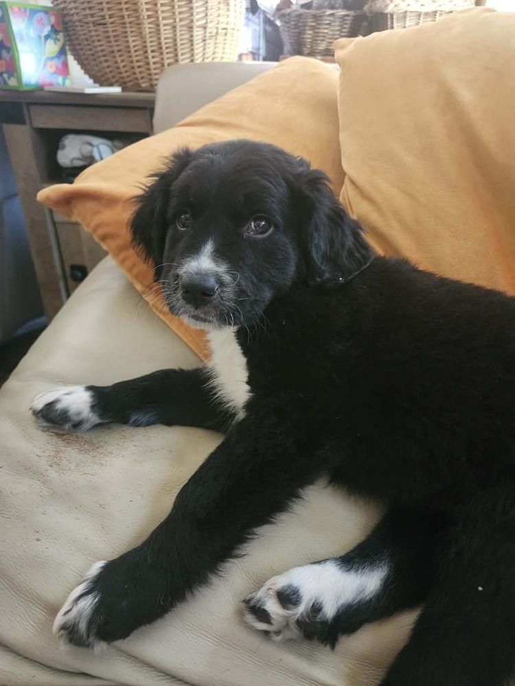 Poppy, a Adoptable mixed breed in Fort Lupton, CO image 2/6