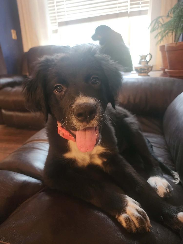 Poppy, a Adoptable mixed breed in Fort Lupton, CO image 4/6
