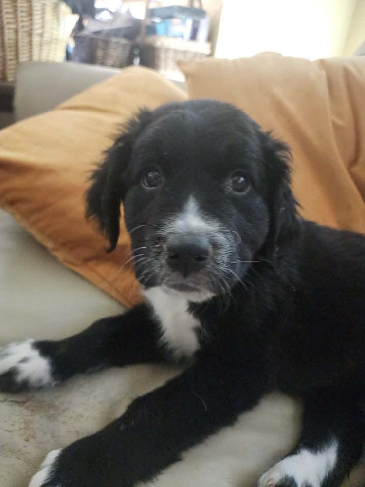 Poppy, a Adoptable mixed breed in Fort Lupton, CO image 5/6