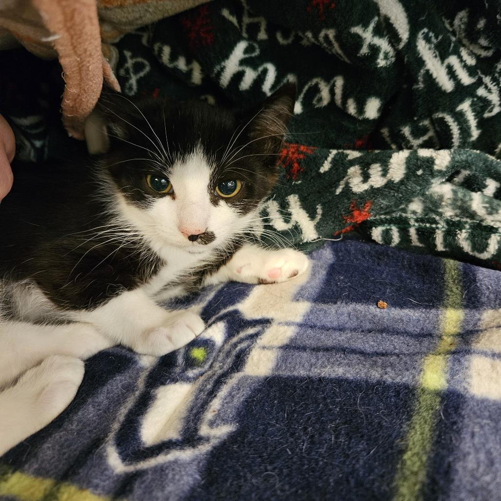 Cliff, Adoptable, Kitten Male Domestic Short Hair.