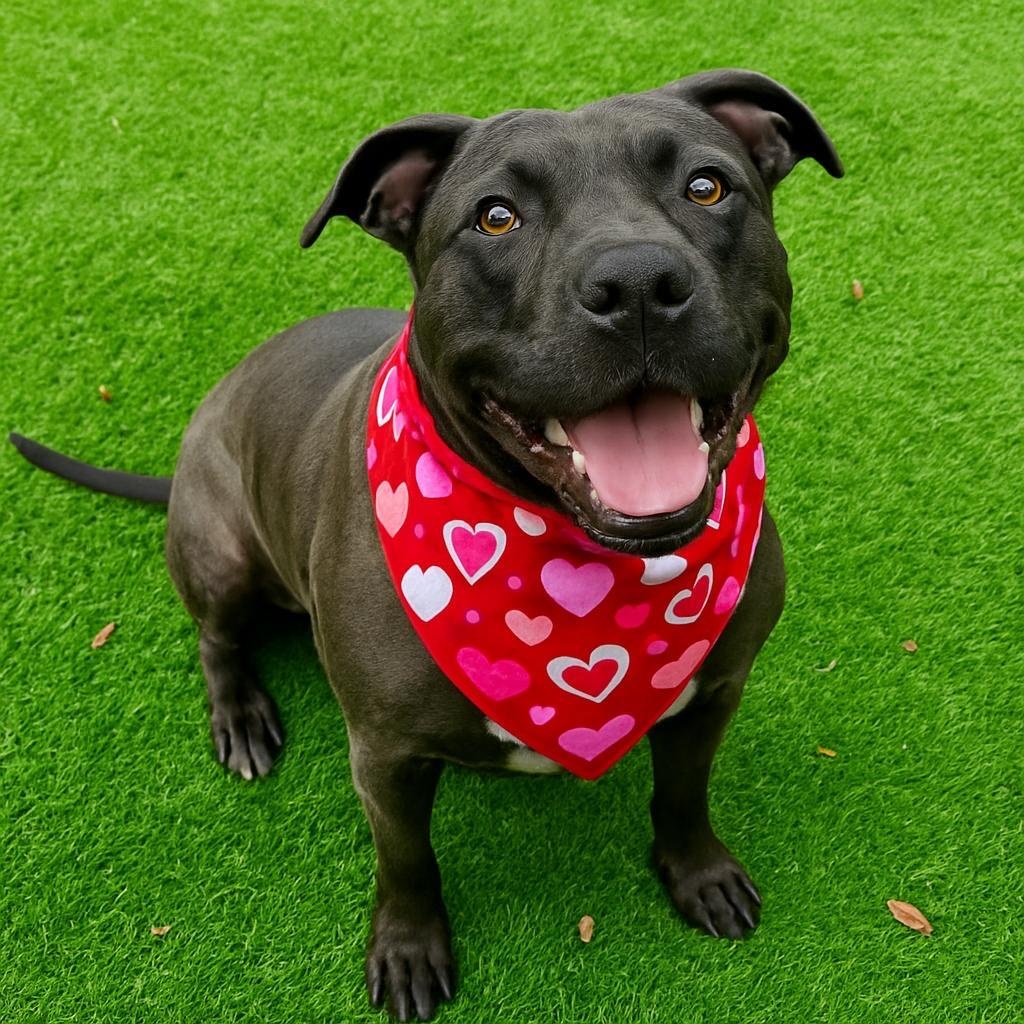 Enlarge Lacey, a Adoptable mixed breed in Palm Harbor, FL image 2/6