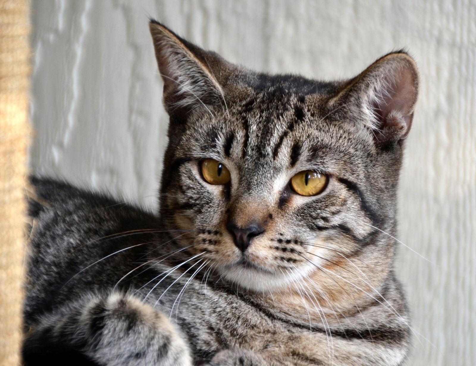 Bullseye, Adoptable, Adult Male Domestic Short Hair.