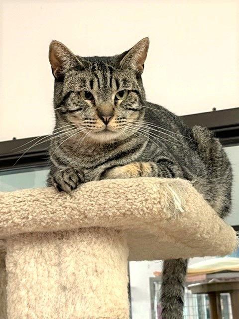 Bullseye, a Adoptable Domestic Short Hair in Seal Beach, CA image 2/3