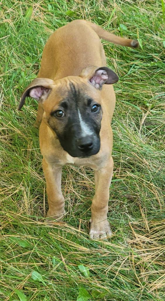 Ducky, a Adoptable mixed breed in Cloquet, MN image 2/2