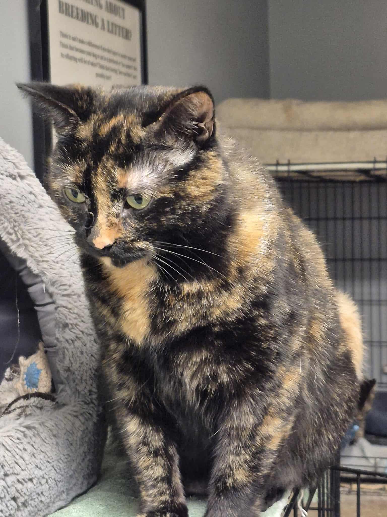 Enlarge Zola, a Adoptable Tortoiseshell in Chatham, ON image 3/5
