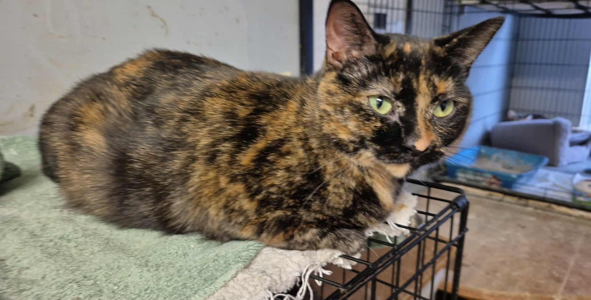 Enlarge Zola, a Adoptable Tortoiseshell in Chatham, ON image 4/5