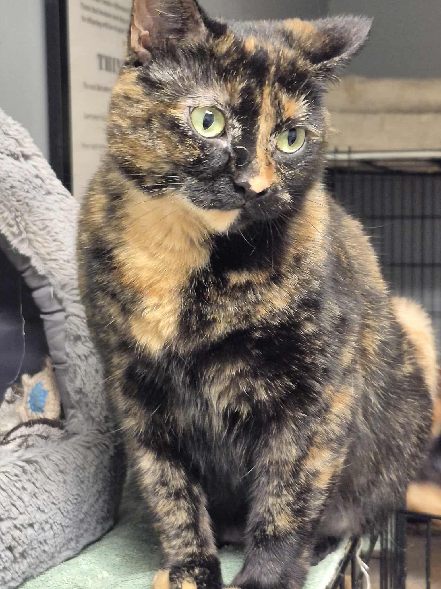 Zola, Adoptable, Adult Female Tortoiseshell.