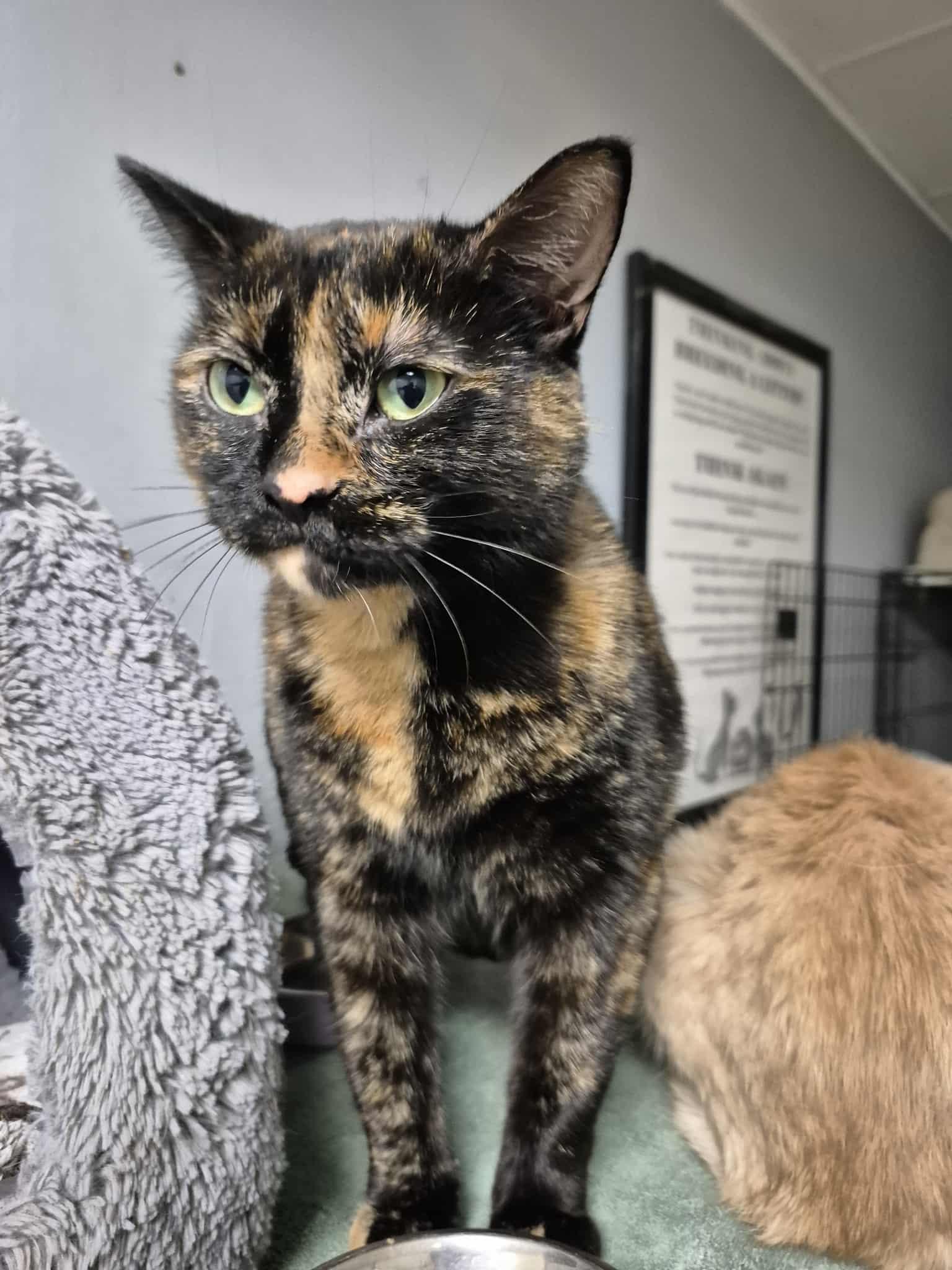 Enlarge Zola, a Adoptable Tortoiseshell in Chatham, ON image 5/5