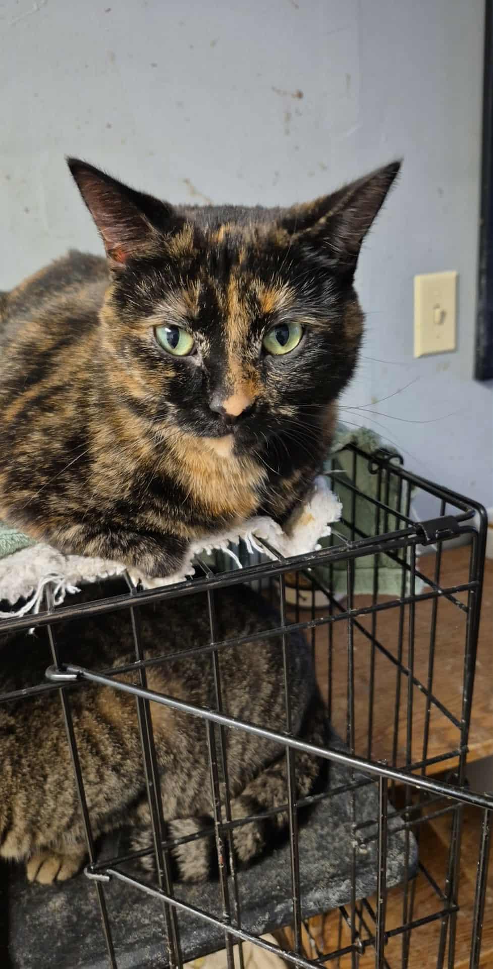 Enlarge Zola, a Adoptable Tortoiseshell in Chatham, ON image 2/5
