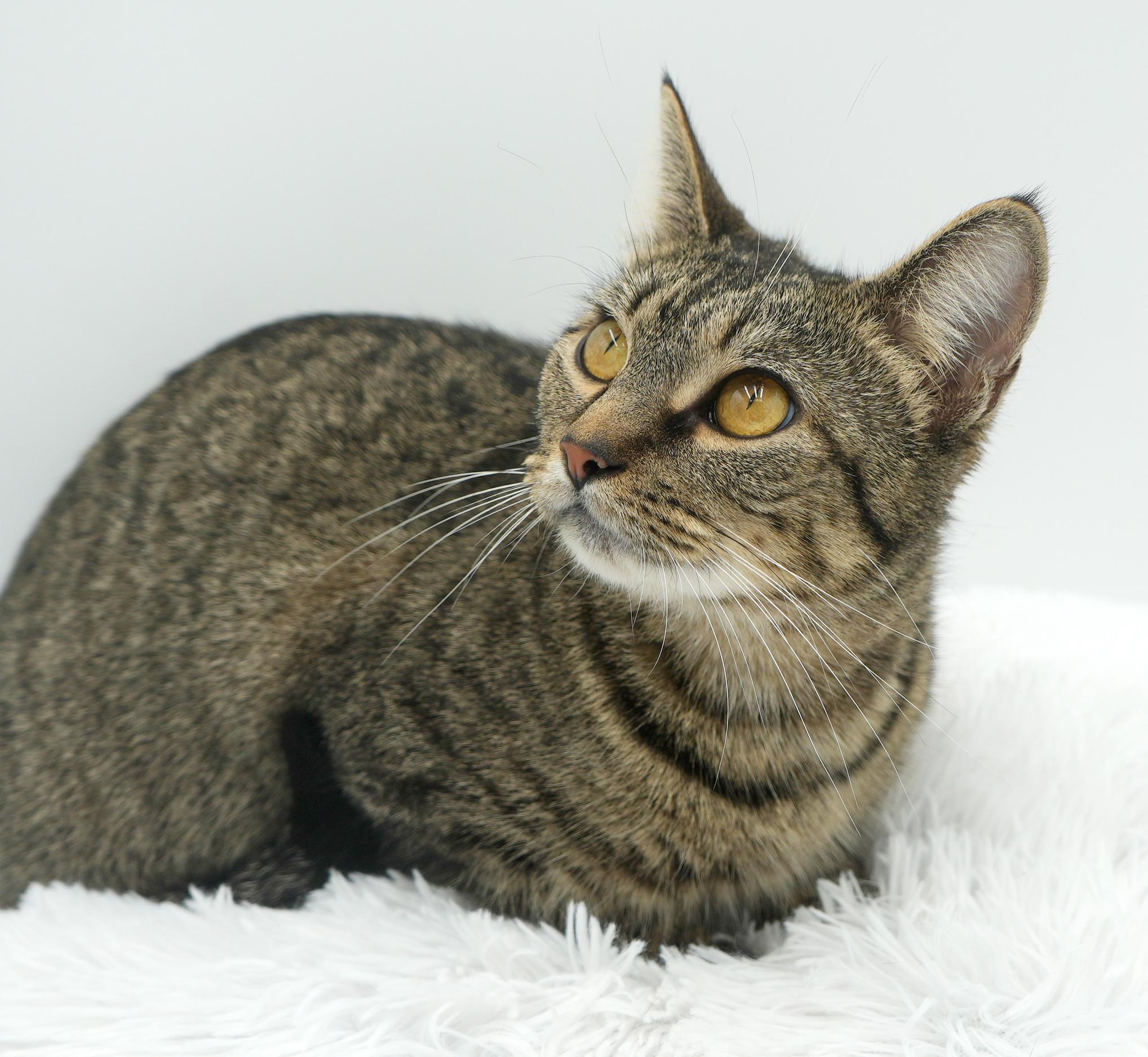 Noodle is nothing but SWEET SWEET SWEET!  Therapy ESA potential!  VIDEO!!