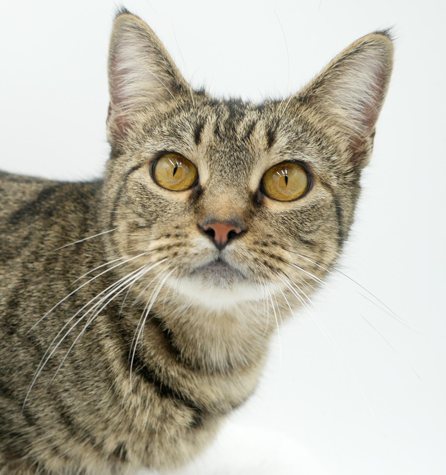 Noodle is nothing but SWEET SWEET SWEET!  Therapy ESA potential!  VIDEO!!