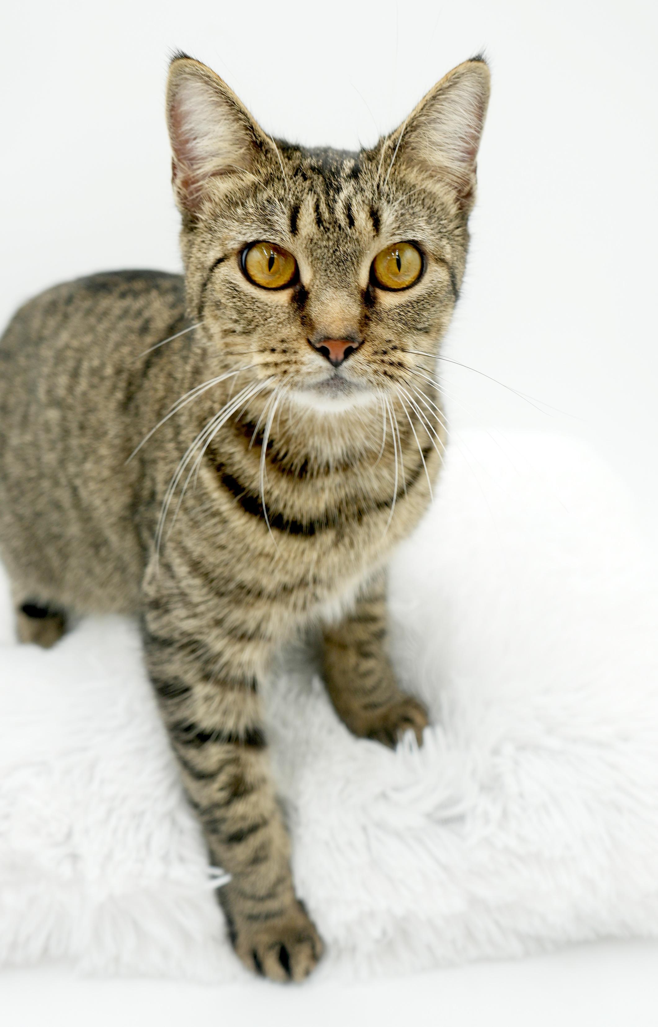 Noodle is nothing but SWEET SWEET SWEET!  Therapy ESA potential!  VIDEO!!