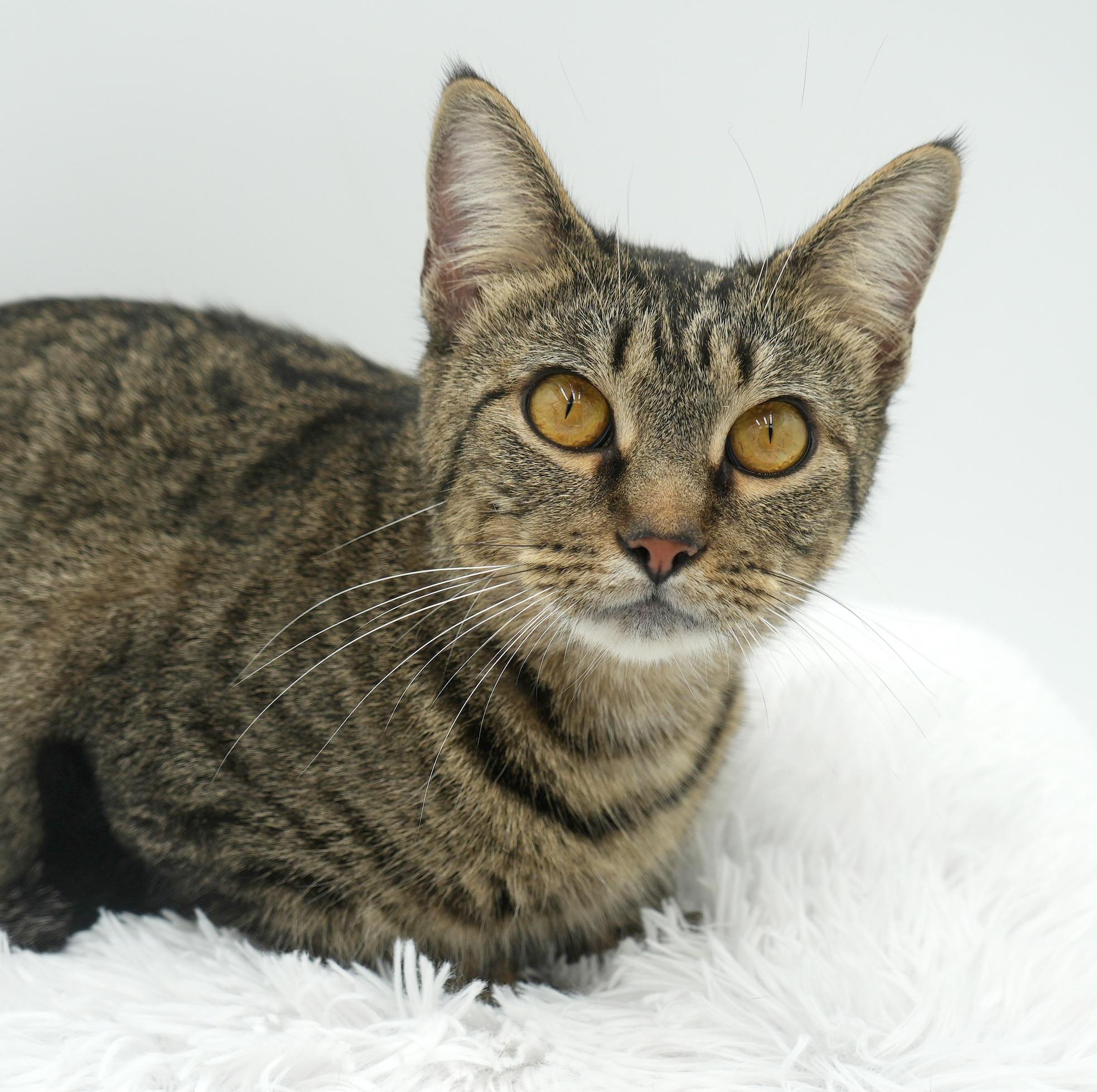 Noodle is nothing but SWEET SWEET SWEET!  Therapy ESA potential!  VIDEO!!