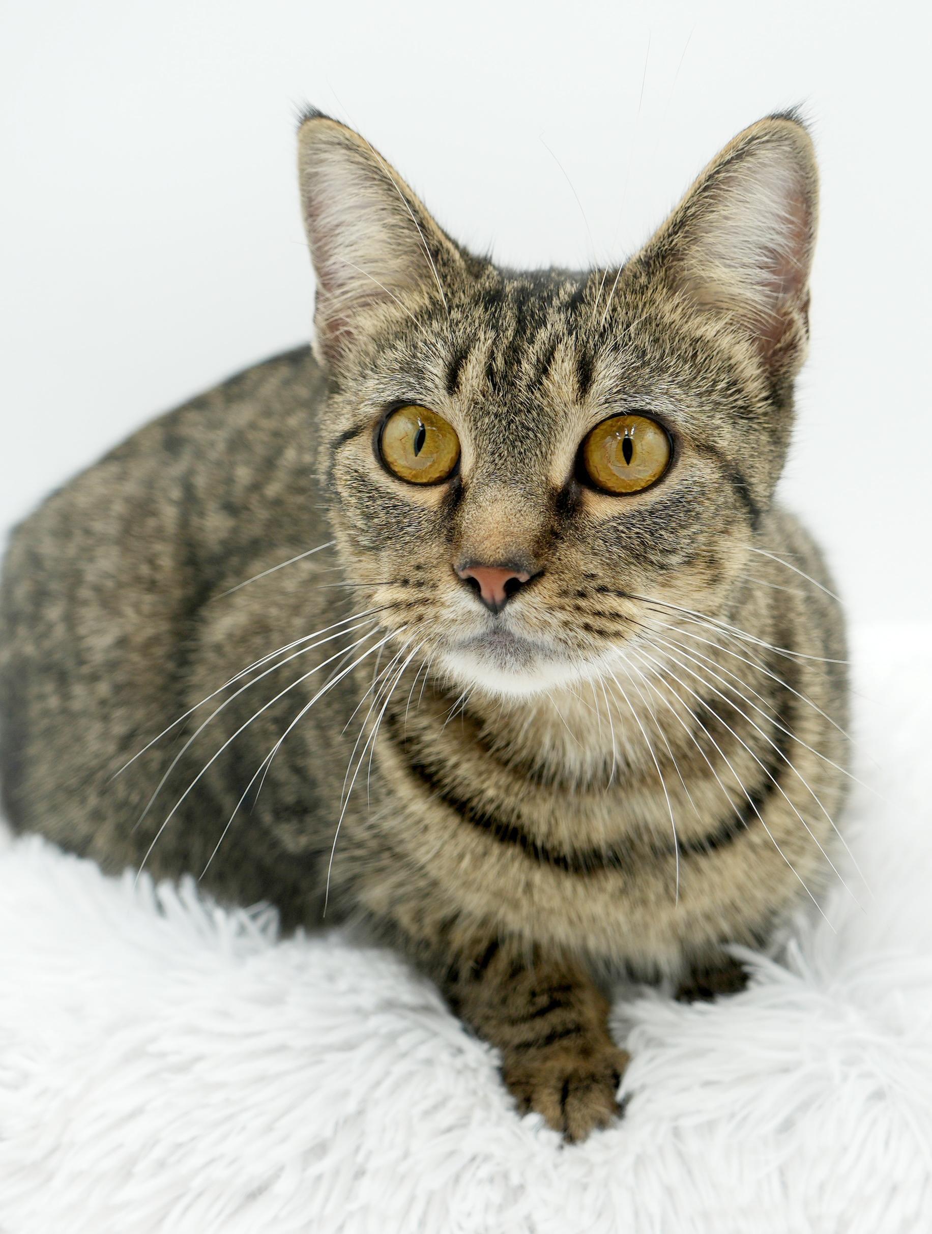 Noodle is nothing but SWEET SWEET SWEET!  Therapy ESA potential!  VIDEO!!