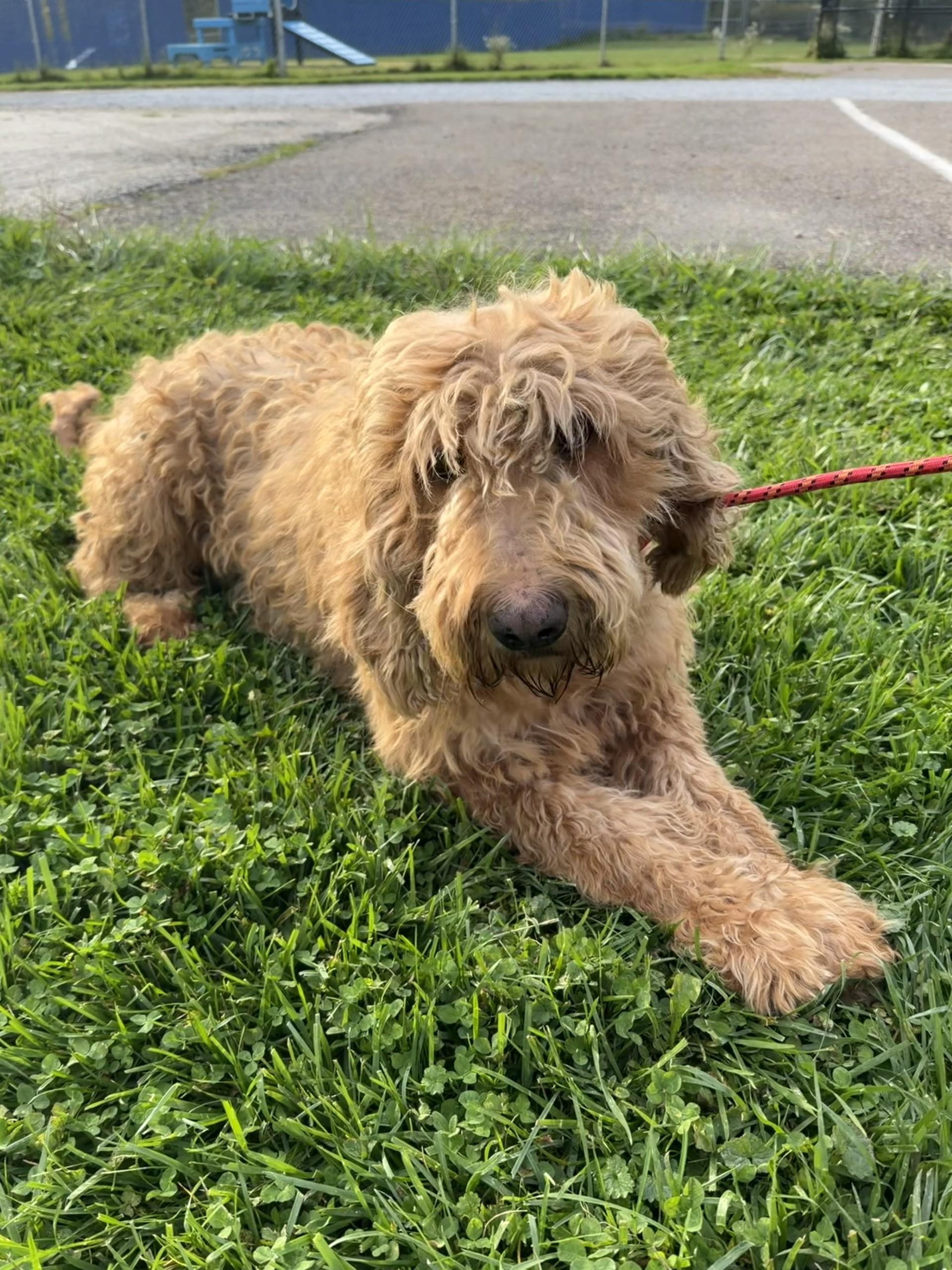 Willow, Adoptable, Adult Female Goldendoodle.