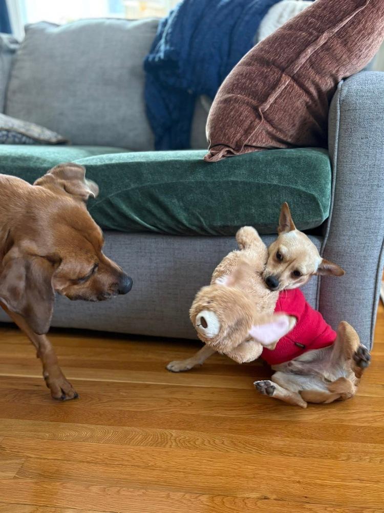 Lays, Adoptable, Adult Male Chihuahua & Mixed Breed.