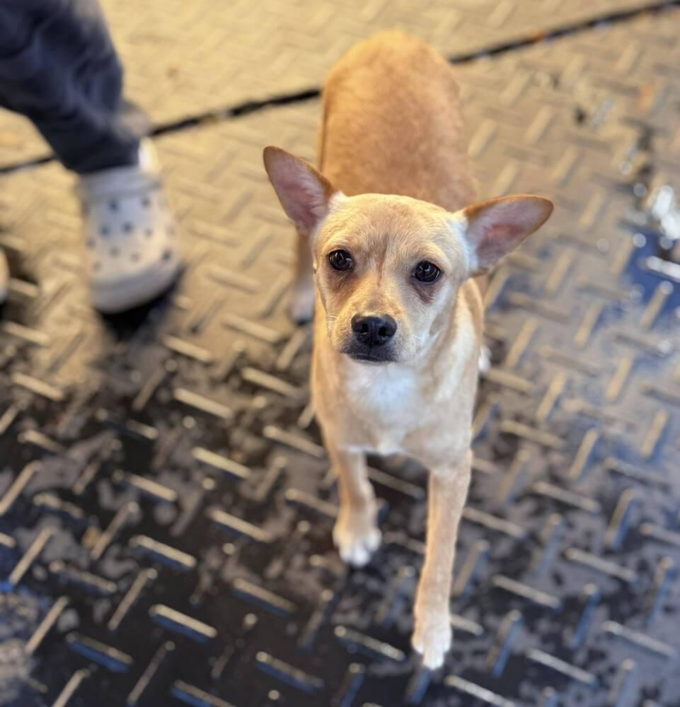 Enlarge Lays, a Adoptable mixed breed in Saugus, MA image 2/6