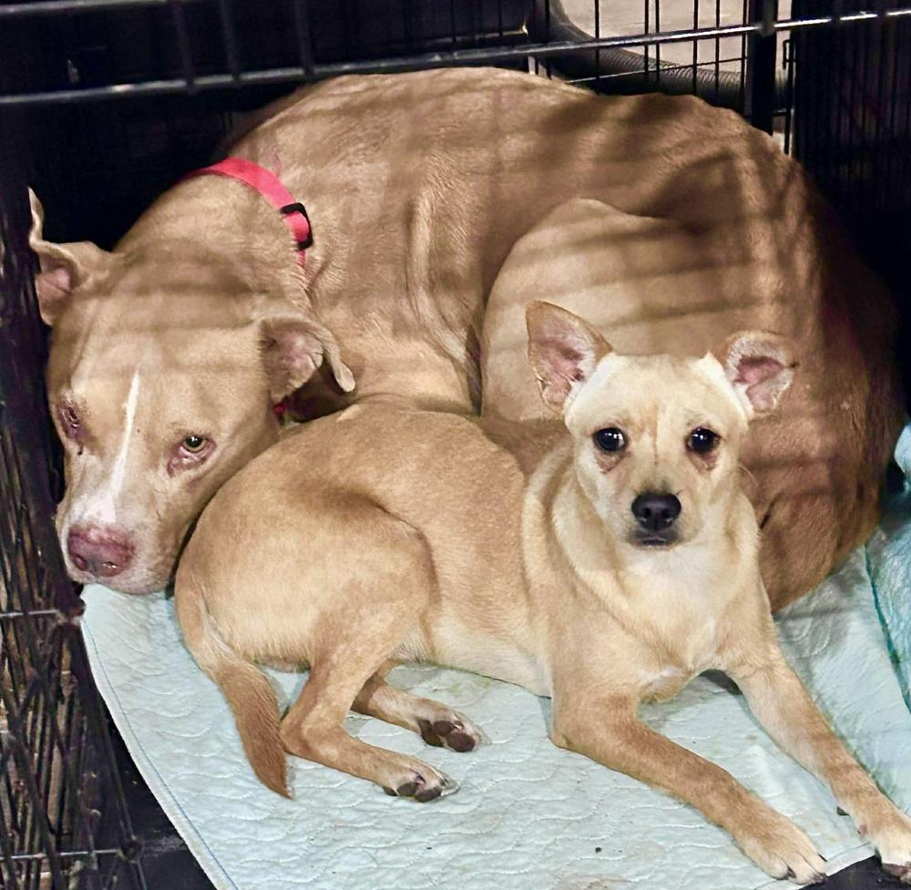 Enlarge Lays, a Adoptable mixed breed in Saugus, MA image 4/6