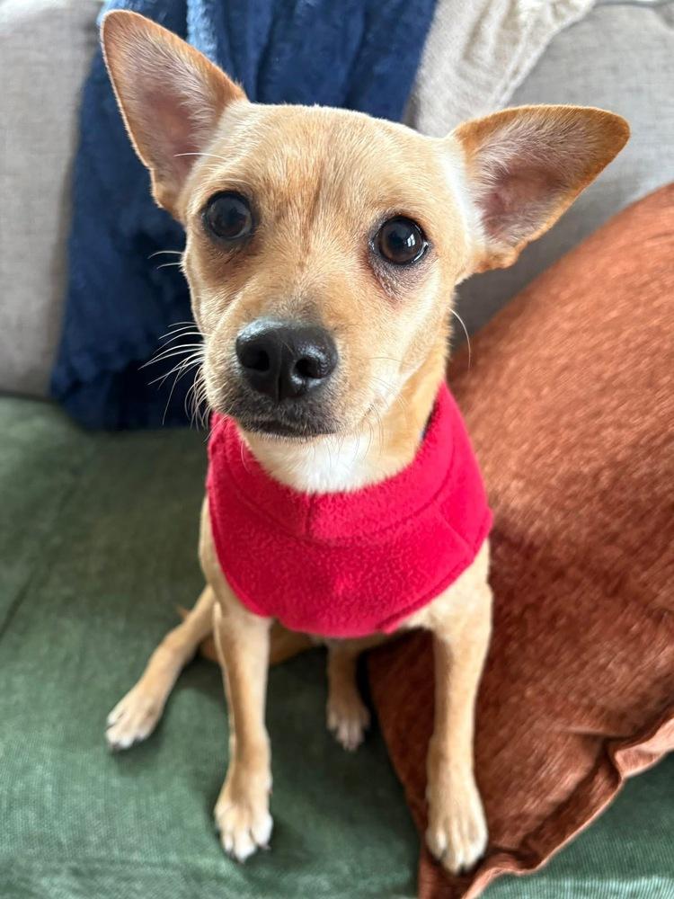 Enlarge Lays, a Adoptable mixed breed in Saugus, MA image 5/6