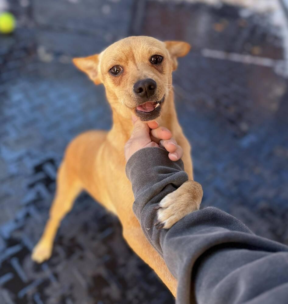 Enlarge Lays, a Adoptable mixed breed in Saugus, MA image 6/6