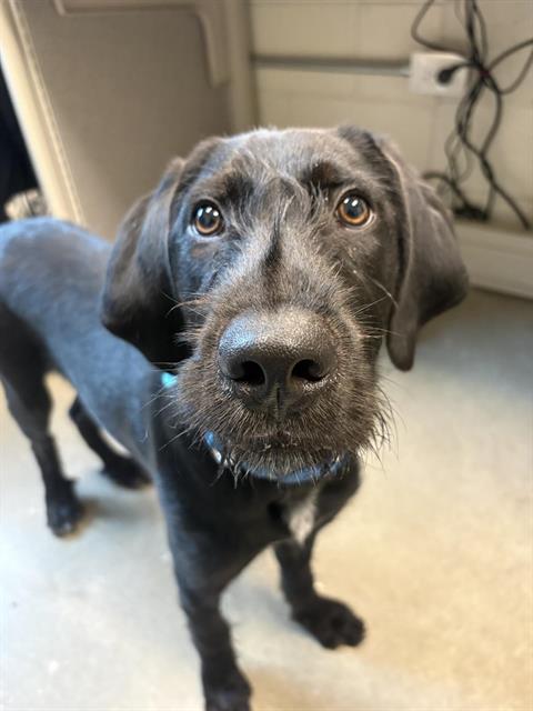 BLINKER, Adoptable, Puppy Male Labrador Retriever & Mixed Breed.