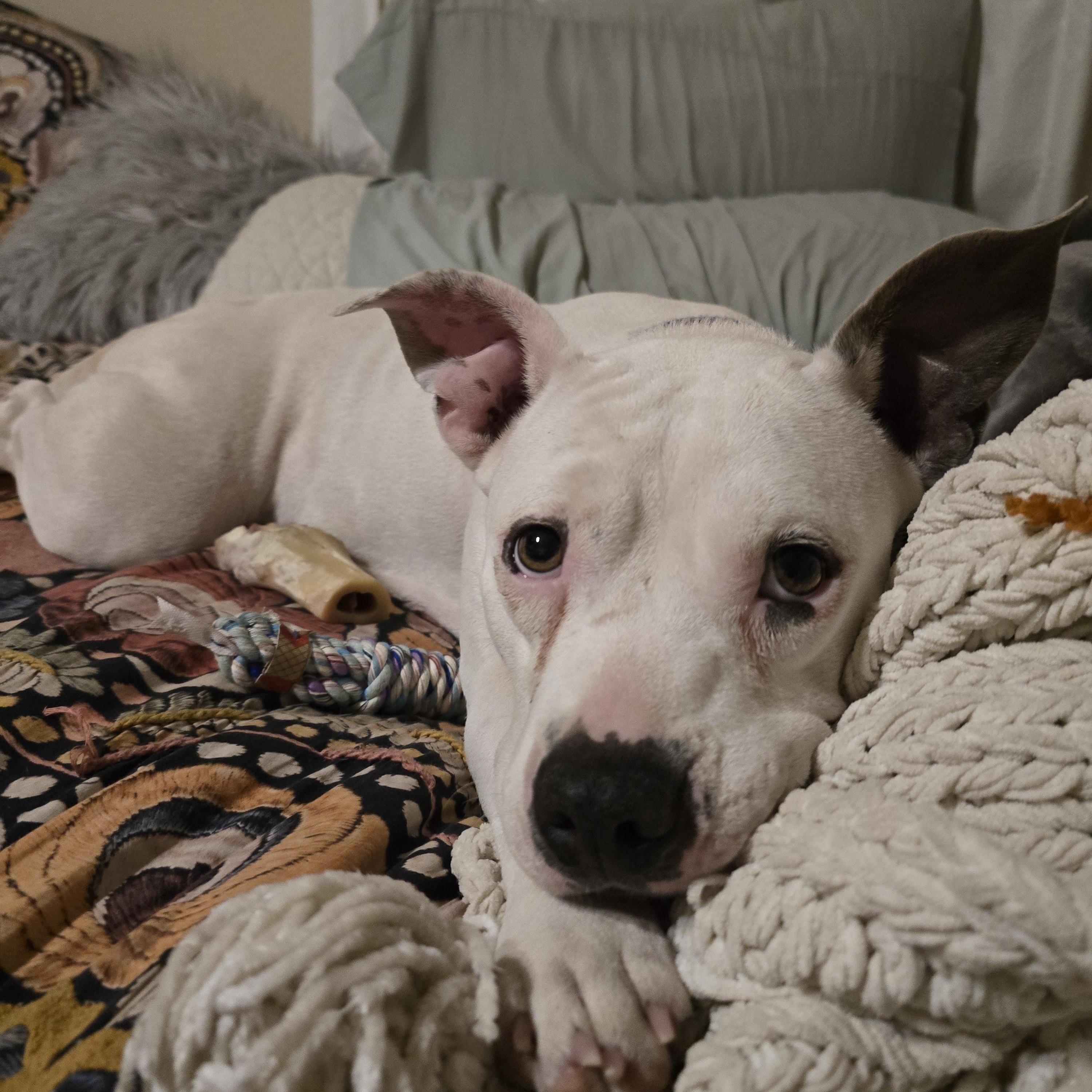 Enlarge Sprite, a ADOPTABLE mixed breed in Austin, AR image 2/5