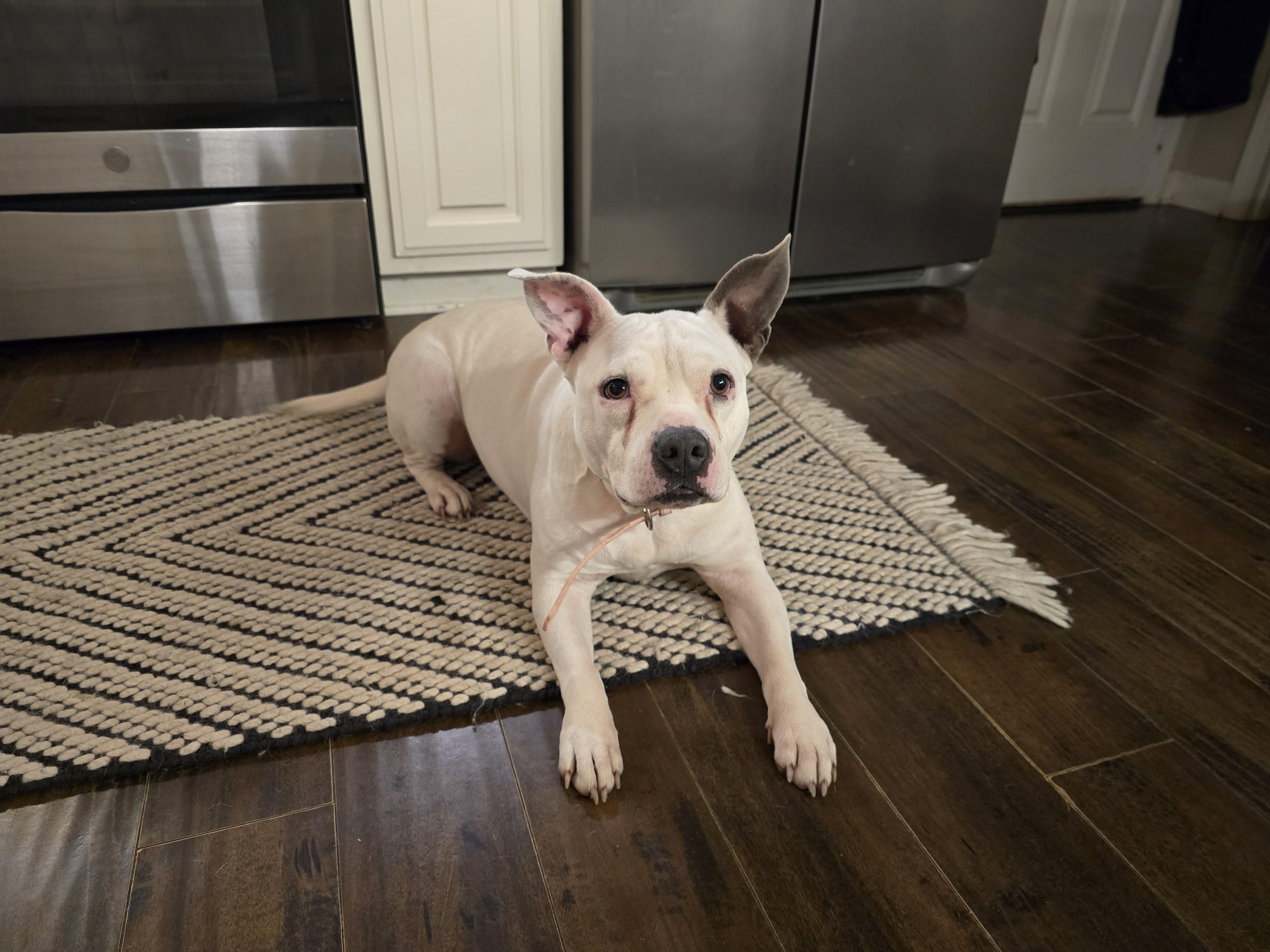 Enlarge Sprite, a ADOPTABLE mixed breed in Austin, AR image 4/5