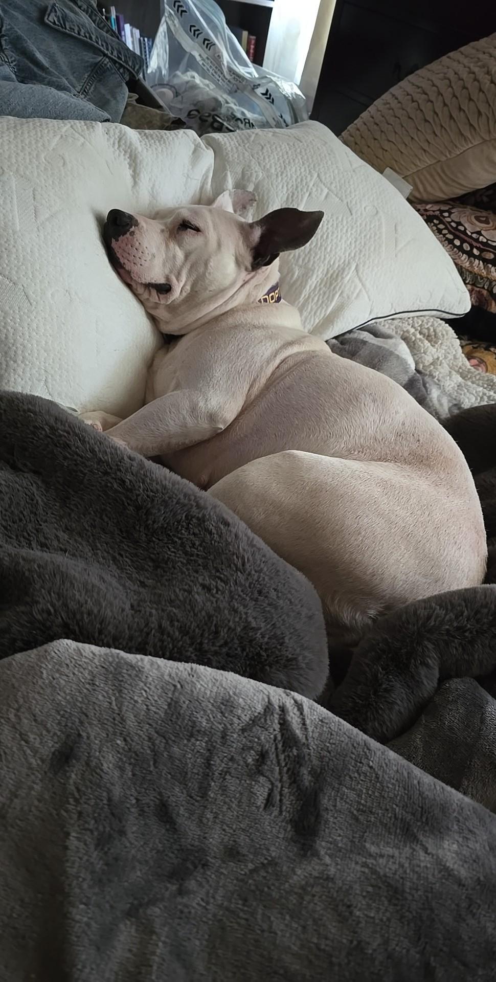 Enlarge Sprite, a ADOPTABLE mixed breed in Austin, AR image 3/5