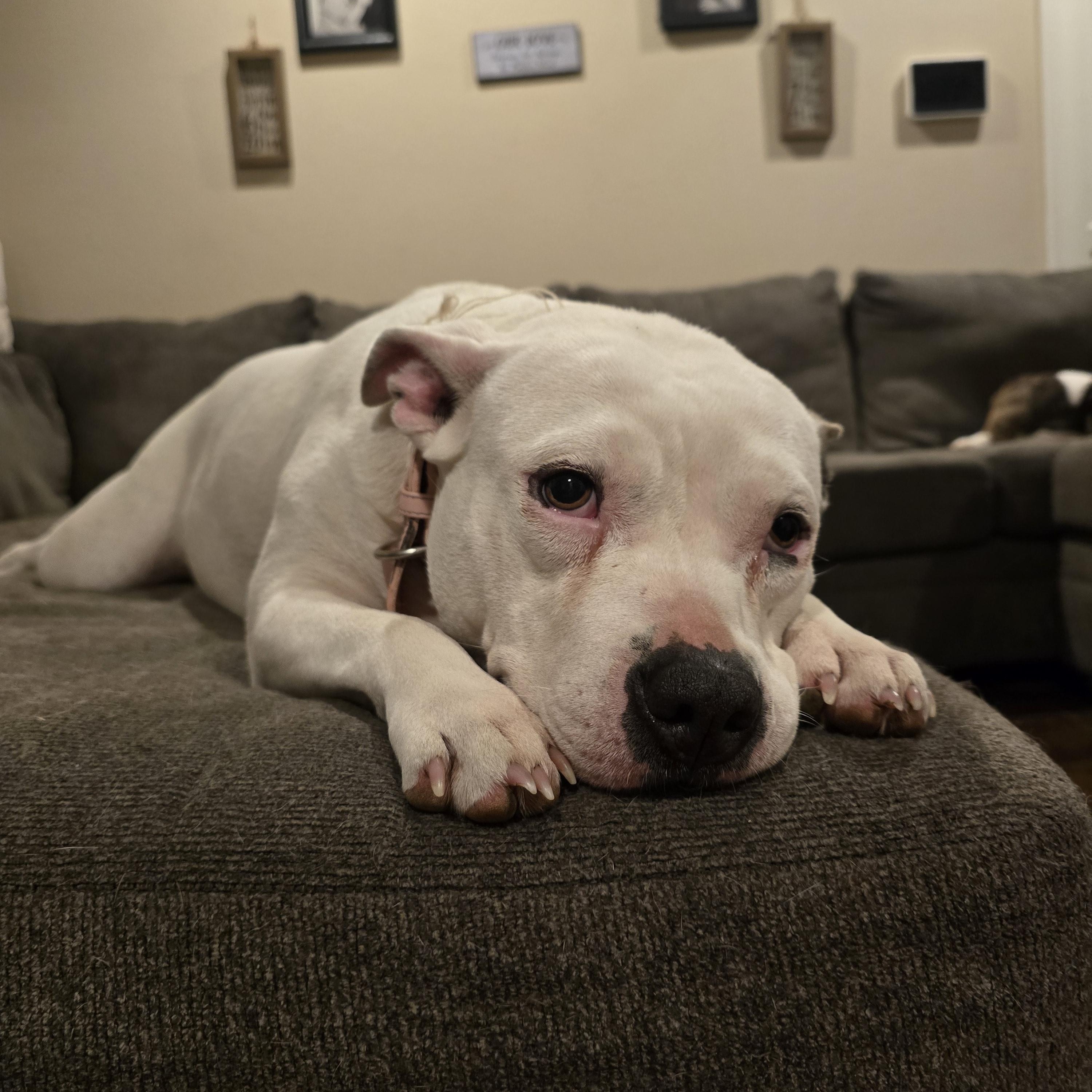 Enlarge Sprite, a ADOPTABLE mixed breed in Austin, AR image 5/5