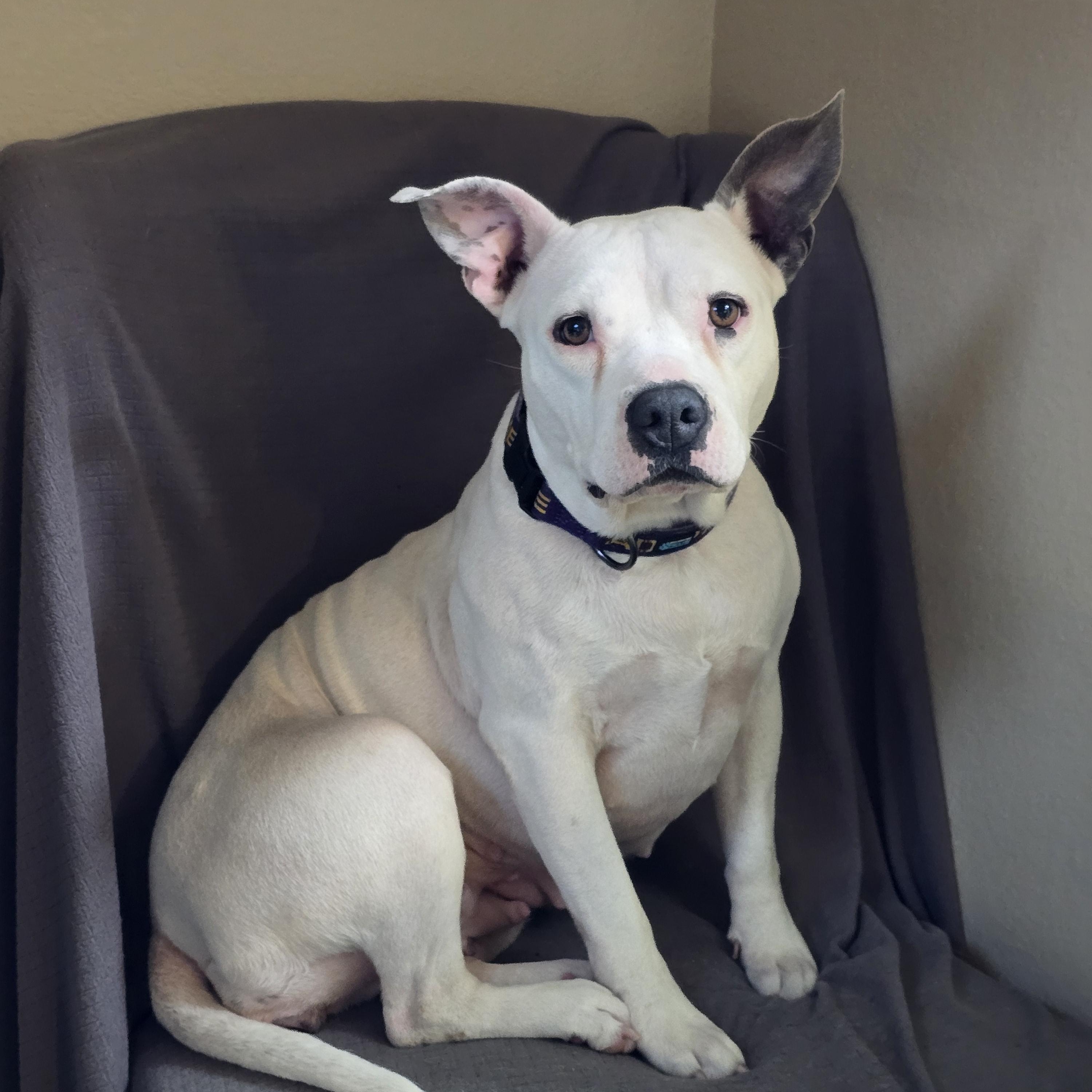 Sprite, ADOPTABLE, Young Female American Staffordshire Terrier.