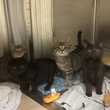 Marc Jacobs, Adoptable, Kitten Male Domestic Short Hair & Domestic Short Hair.