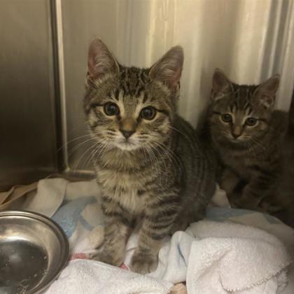 Enlarge Marc Jacobs, a Adoptable mixed breed in Dallas, TX image 2/5