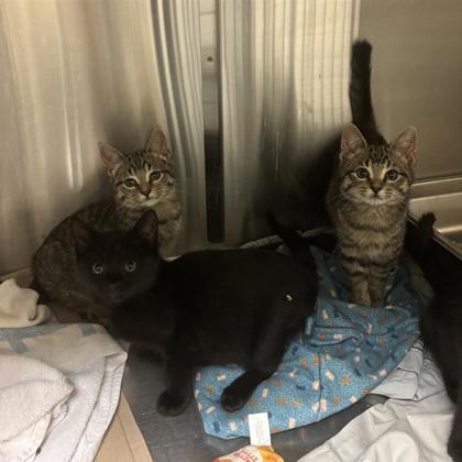 Enlarge Marc Jacobs, a Adoptable mixed breed in Dallas, TX image 5/5