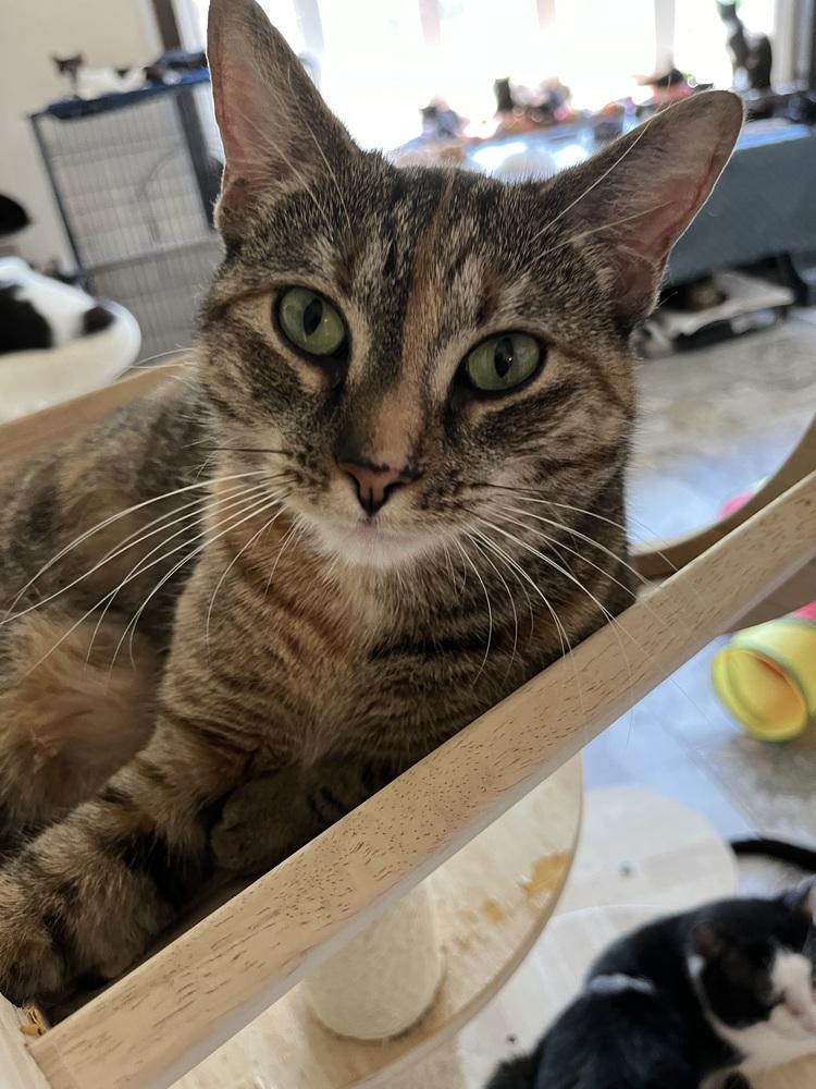 Enlarge Anastasia, a Adoptable Domestic Short Hair in Jersey City, NJ image 1/1