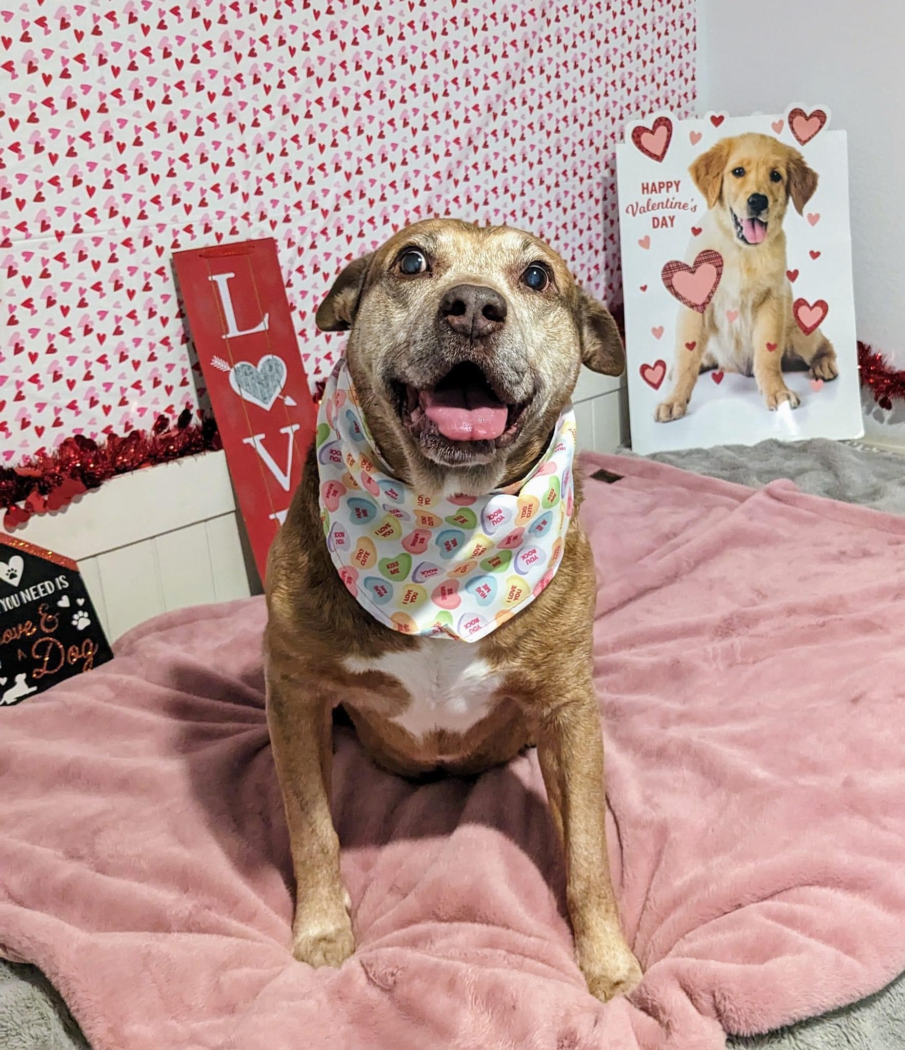 Maverick, Adoptable, Senior Male Hound & Pointer.