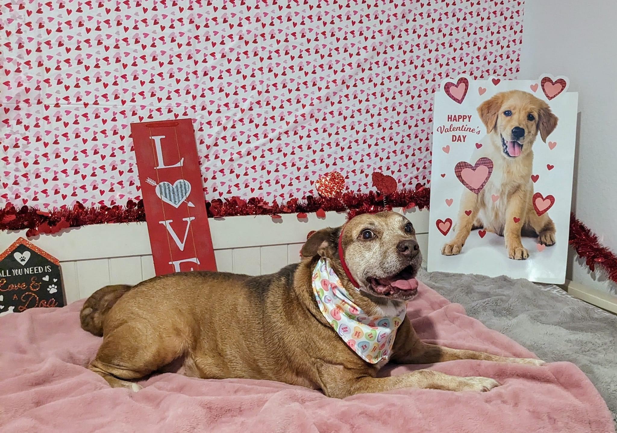 Enlarge Maverick, a Adoptable mixed breed in Estero, FL image 2/6