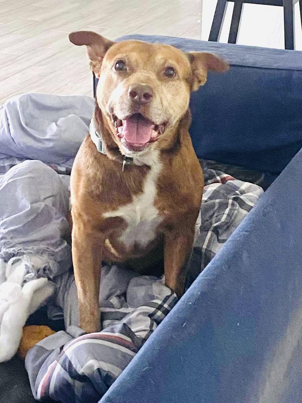 Enlarge Maverick, a Adoptable mixed breed in Estero, FL image 3/6