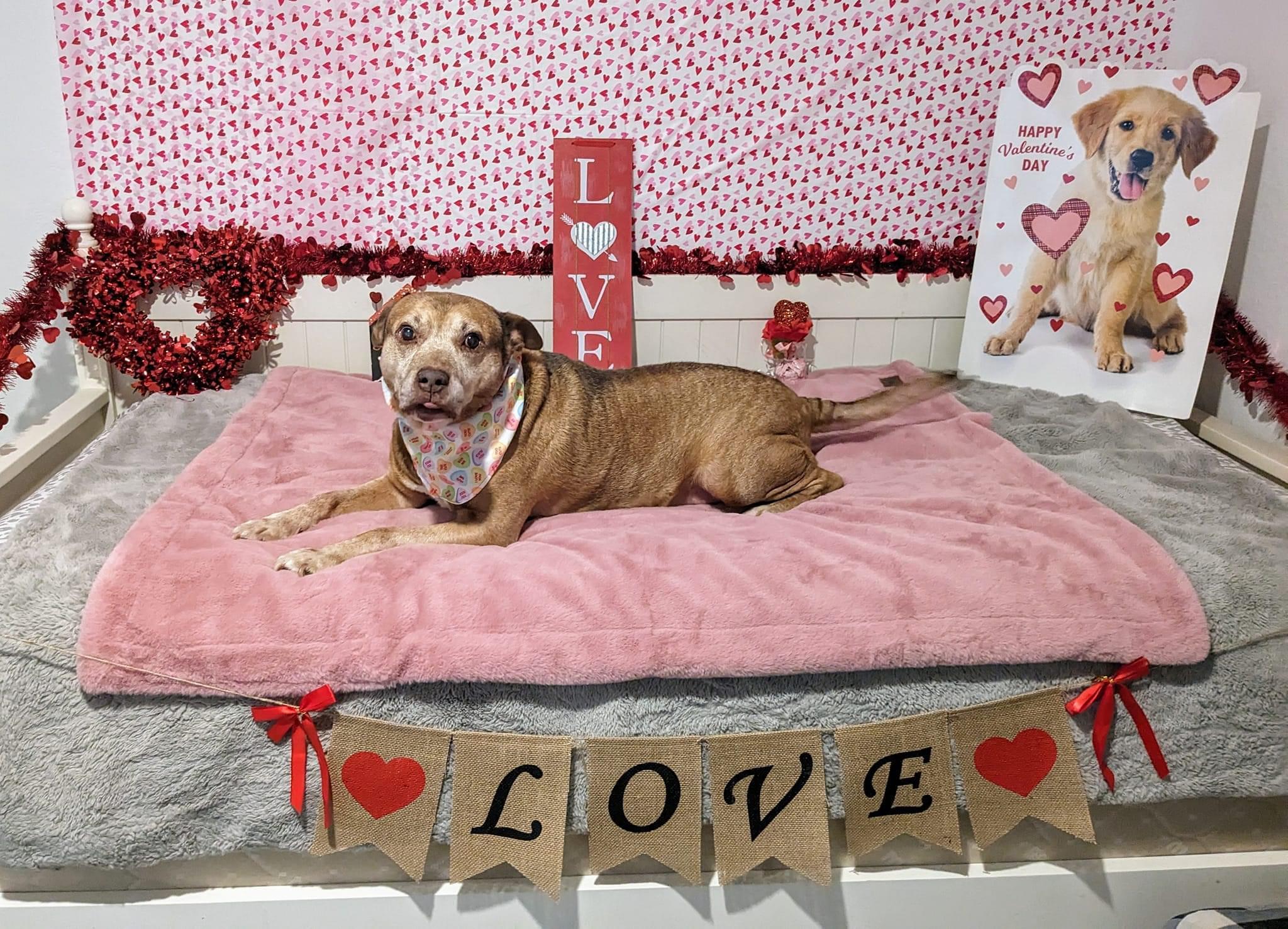 Enlarge Maverick, a Adoptable mixed breed in Estero, FL image 4/6