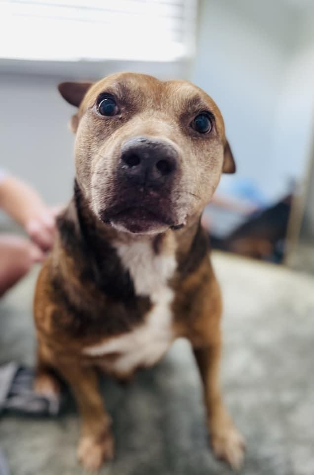 Enlarge Maverick, a Adoptable mixed breed in Estero, FL image 5/6