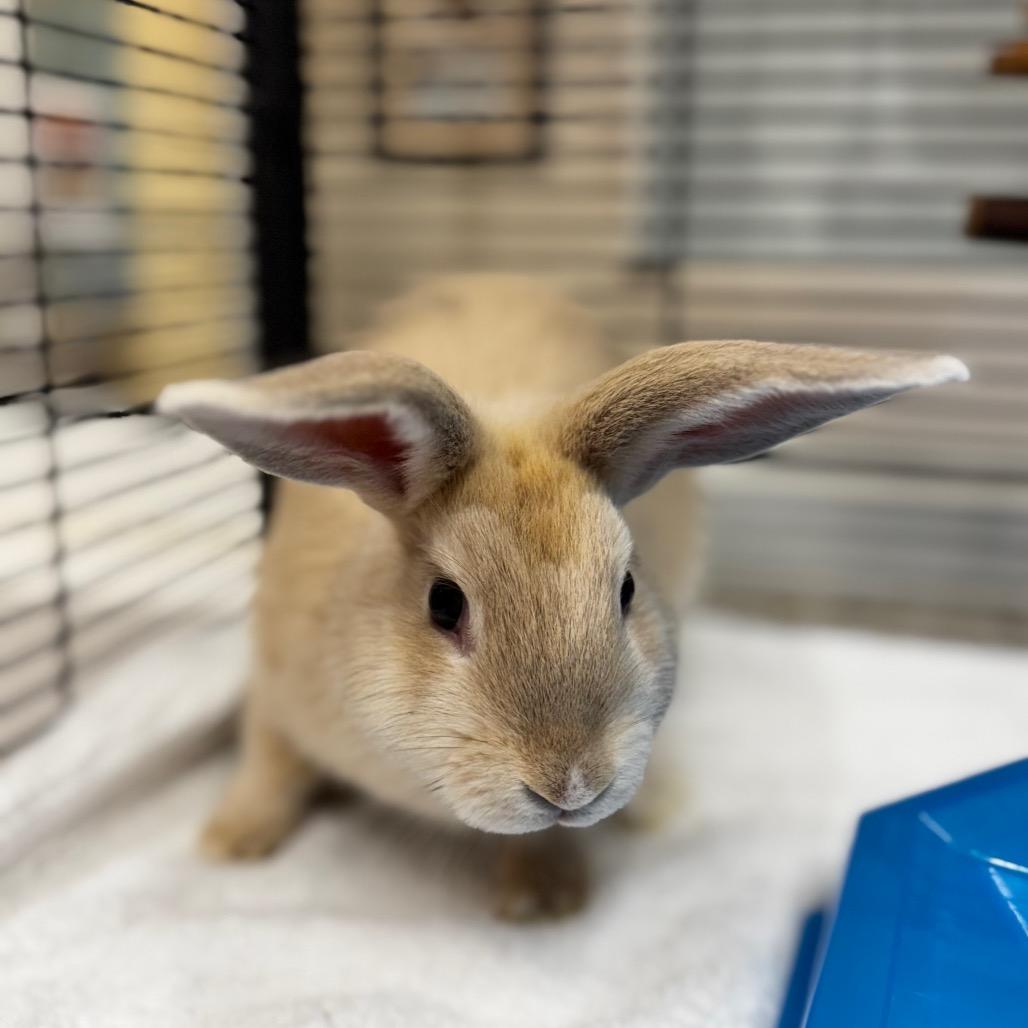 Lola Bunny, Adoptable, Baby Female American.