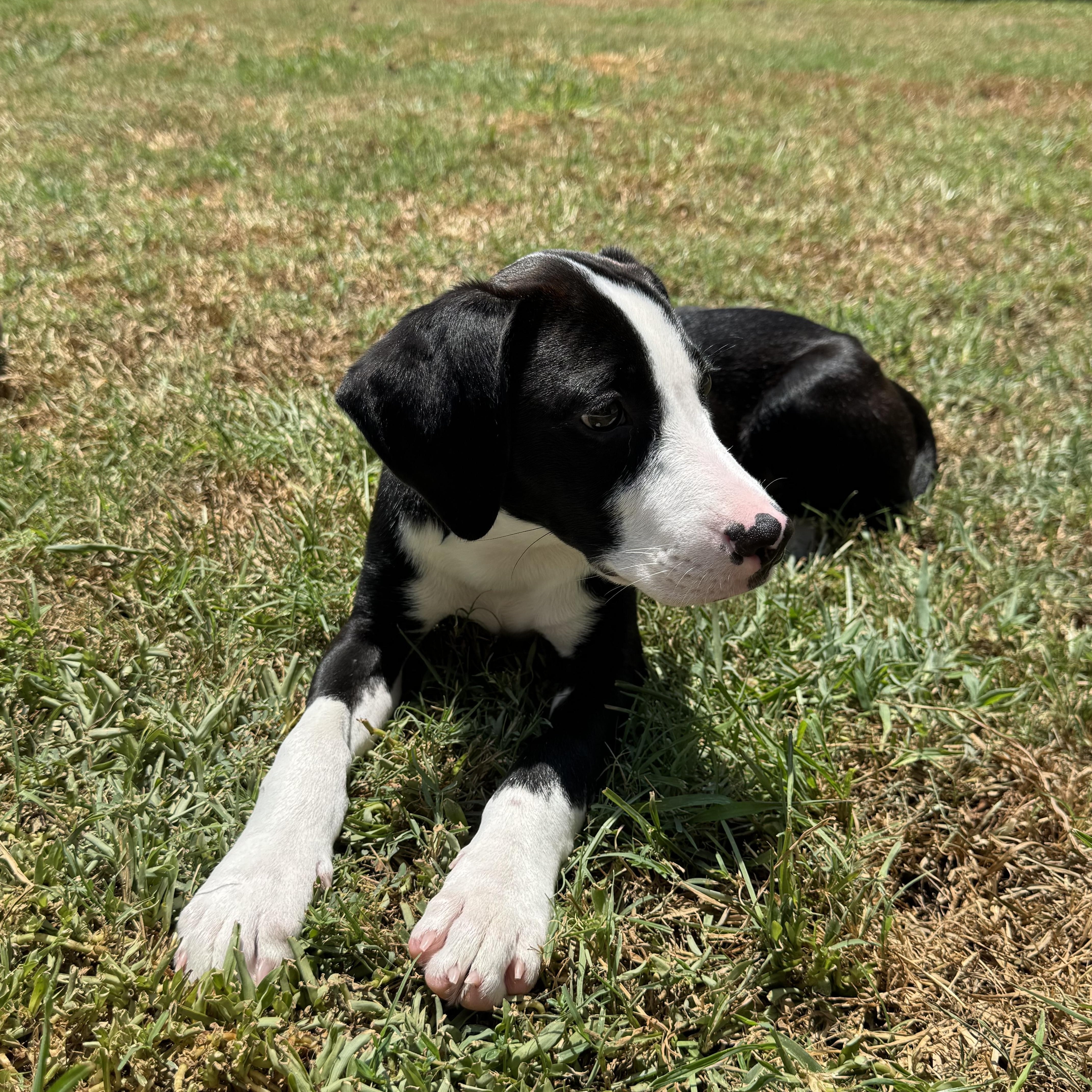 Jack, a ADOPTABLE mixed breed in Baker, LA image 1/6