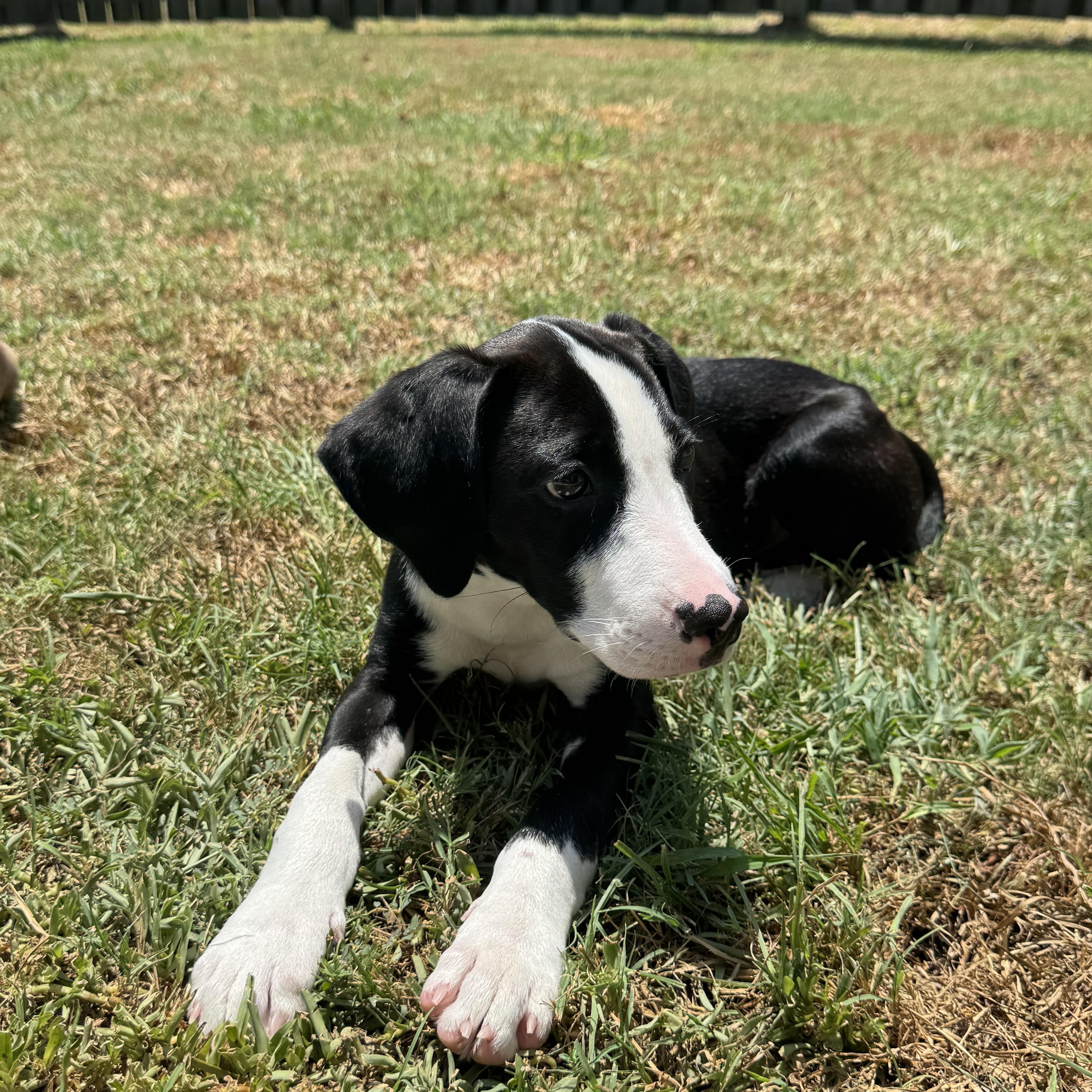Jack, a ADOPTABLE mixed breed in Baker, LA image 5/6